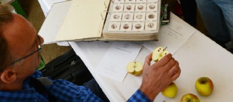 Pomologe Werner Nussbaum kennt seine Früchte. Pomologe Werner Nussbaum kennt seine Früchte.